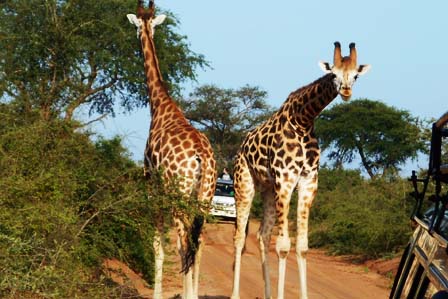 Giraffe