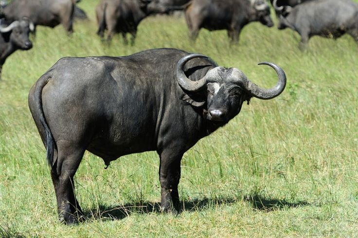 Cape Buffalo