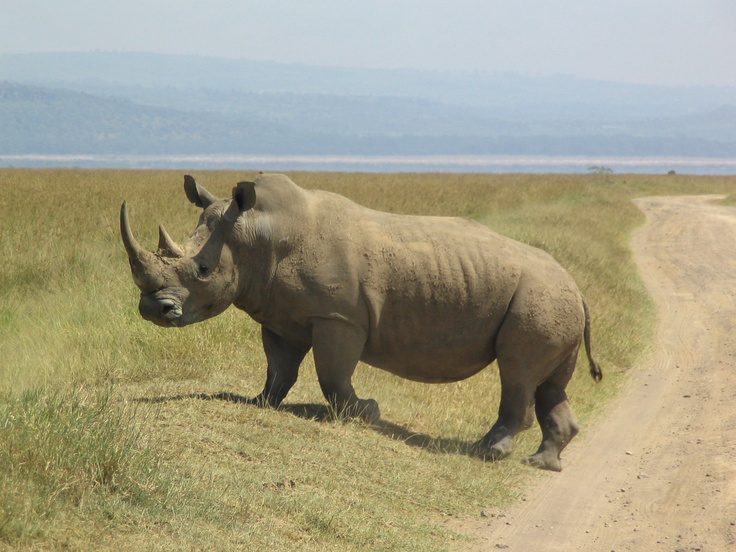 Rhinoceros