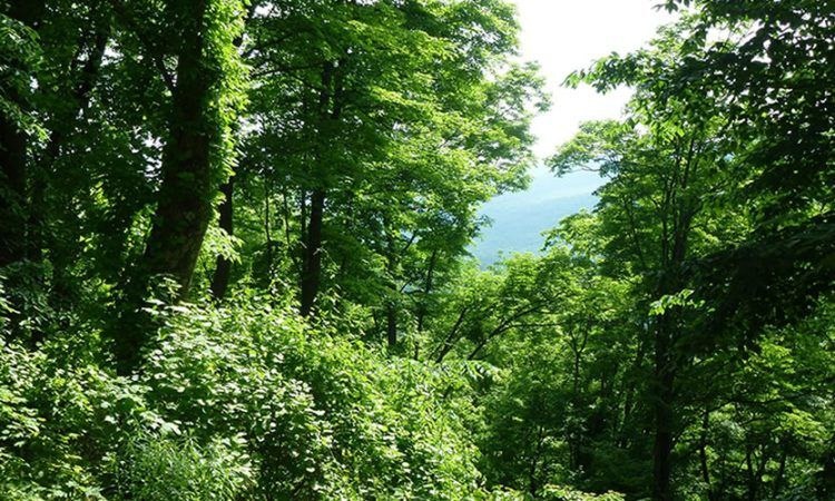 Forests