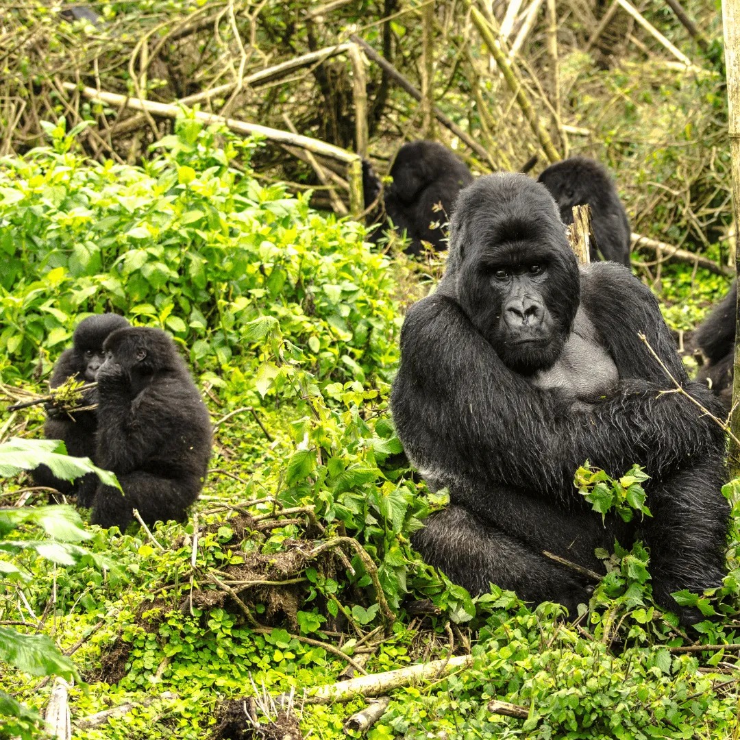 Mountain Gorilla