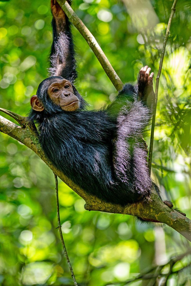 Chimpanzee