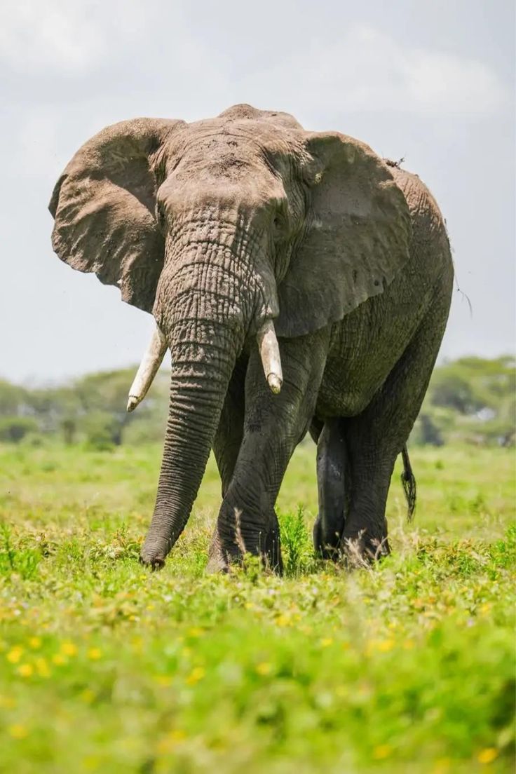 Elephant