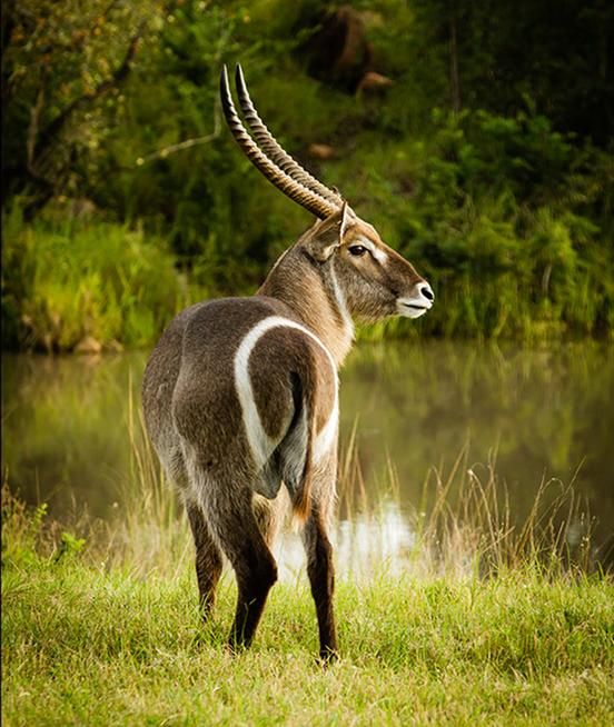 Waterbuck