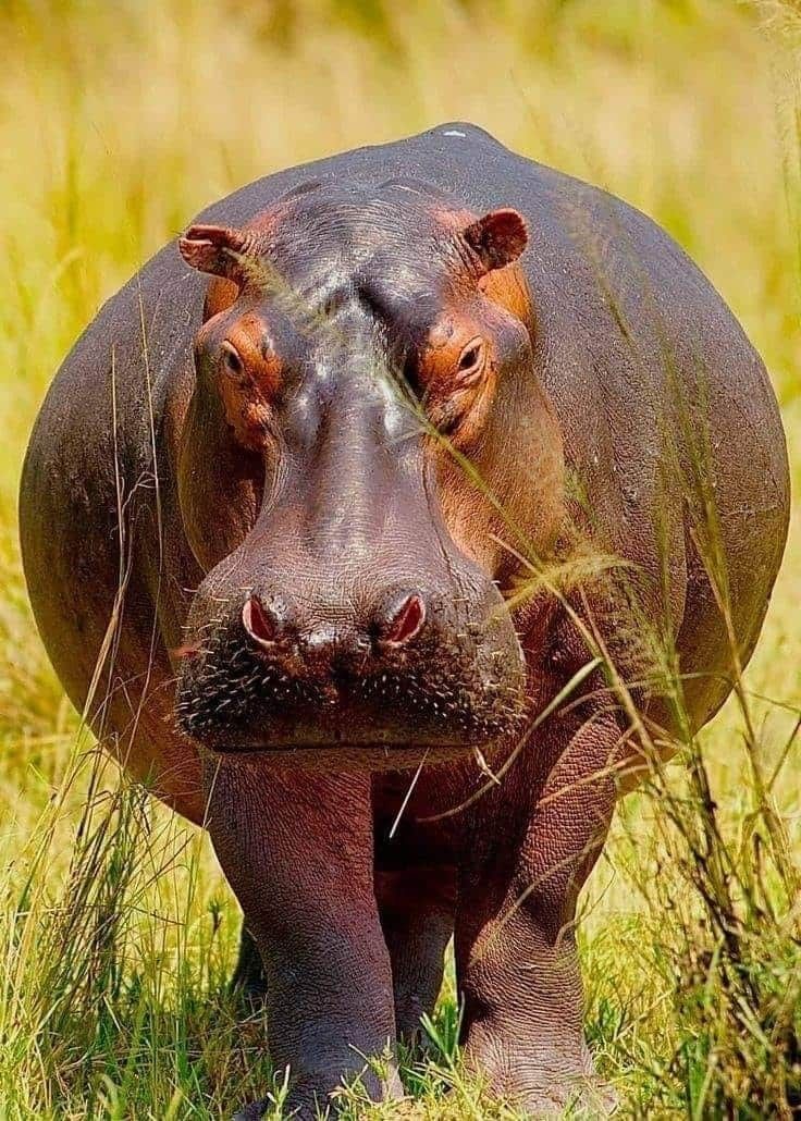 Hippopotamus