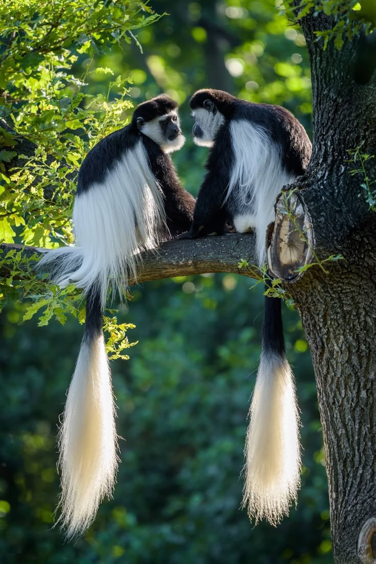 Colobus Monkey
